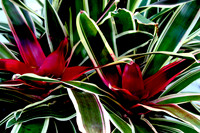 bromeliad