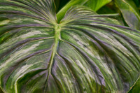 big leaf close up