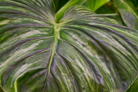 big leaf close up