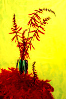 coral bean se