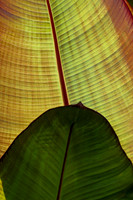 banana leaf.jpg