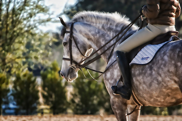 horse photography