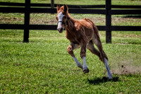 chestnut running 2