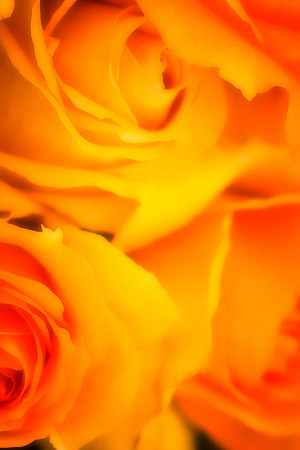 yellow roses