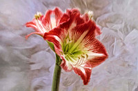 amaryllis with white feathers se