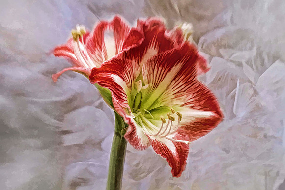 amaryllis with white feathers se