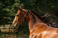 horse photography