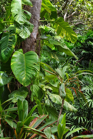 tropical jungle