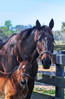 big farm mom and baby