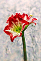 red and white amaryllis se