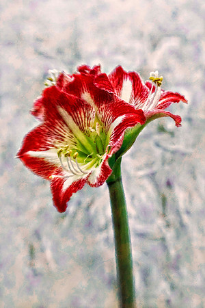 red and white amaryllis se