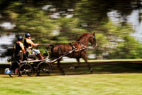 blurry chestnut trotting se