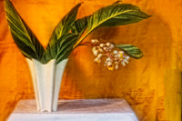 variegated shell ginger with yellow background