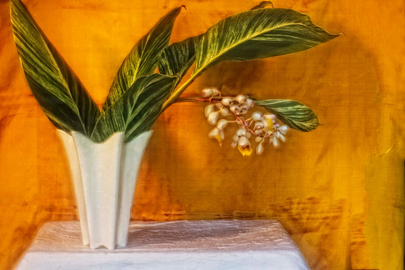 variegated shell ginger with yellow background