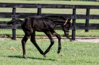 black baby running