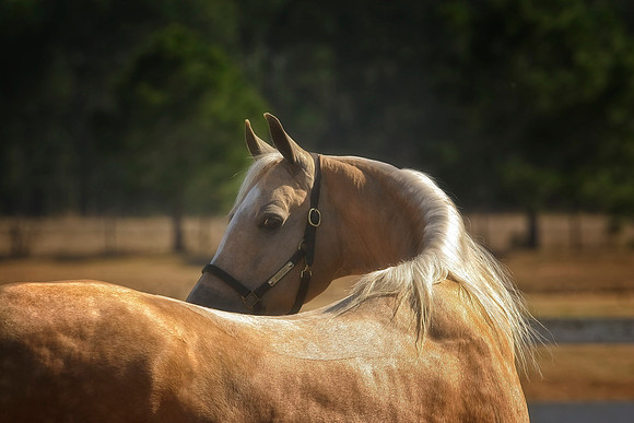 horse photography