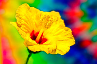 orange hibiscus se
