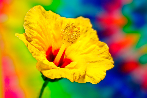 orange hibiscus se
