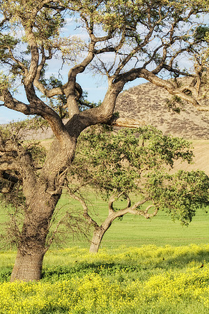 two oaks with yellow flowers