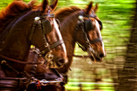 blurry chestnuts headshot se