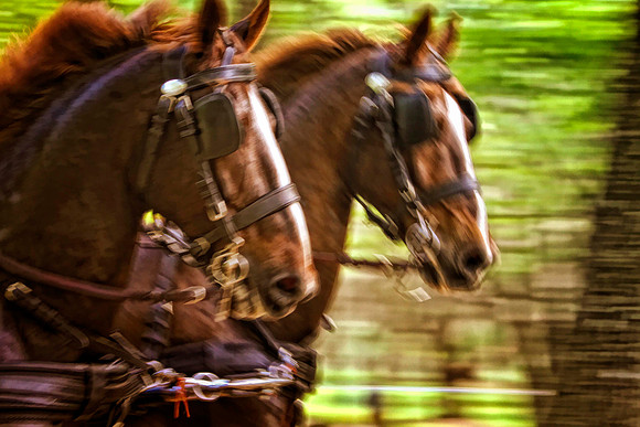blurry chestnuts headshot se