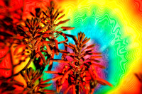 aloe with tie dye se