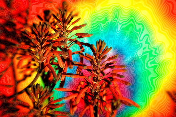 aloe with tie dye se