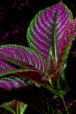 strobe plant se