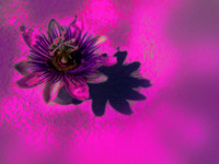 passionflower with white background