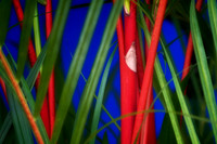red sealing wax palm