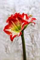 red and white amaryllis