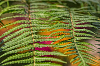 fern with color underneath copy.jpg