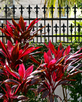 ti plants