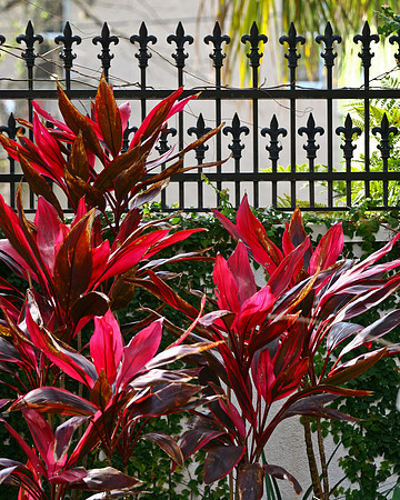 ti plants