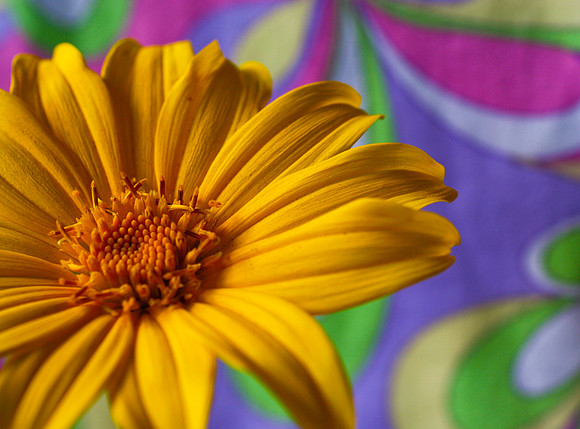 daisy close up 3