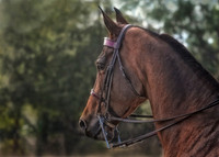 horse photography