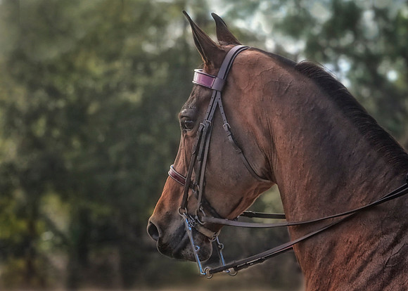 horse photography