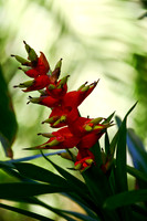 red bromeliad