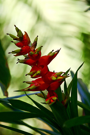 red bromeliad