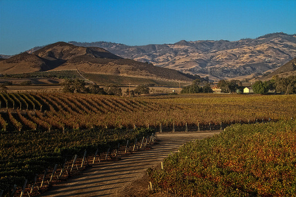 happy canyon vineyard