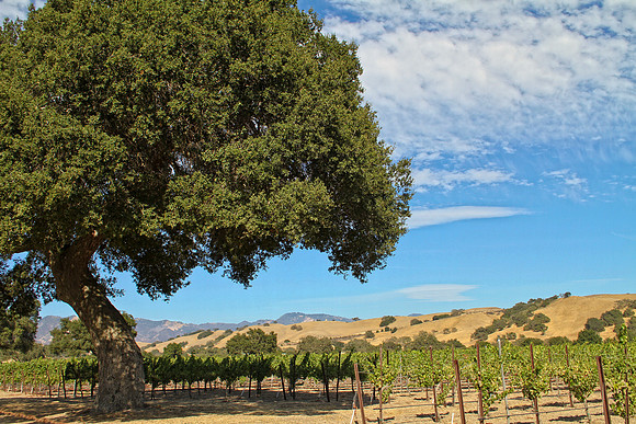 vineyard with oak tree