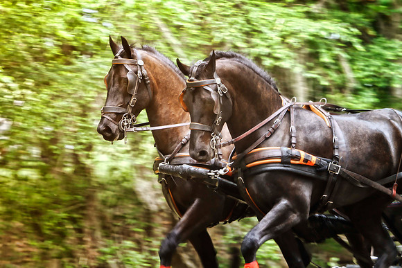 two dark bay carriage horses se