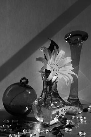 sunflower b and w 2