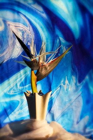 white bird of paradise se