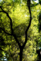 small tree with light
