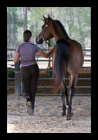 horse photography