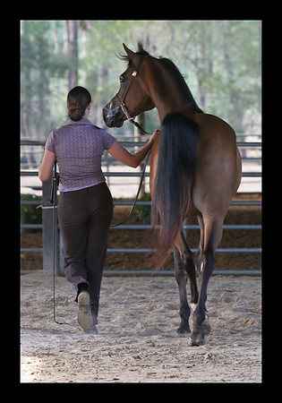 horse photography