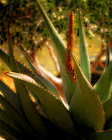 aloe with orange blooms close up 2