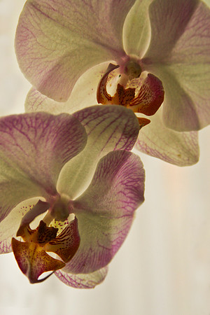 orchid 2