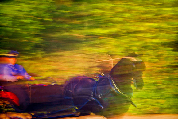 blurry dark bay carriage horse se